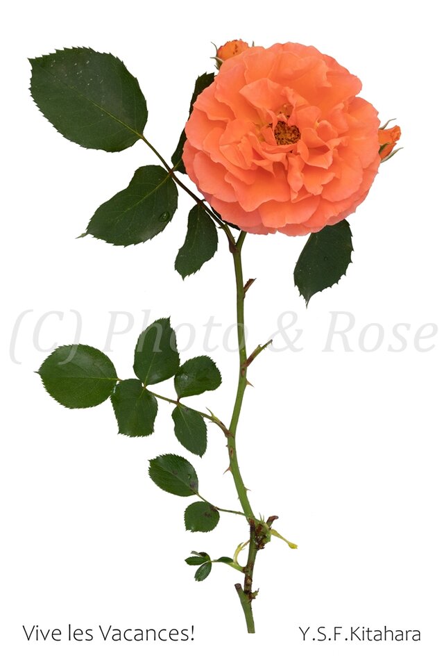 バラのポストカード　ヴィブレ・バカンス