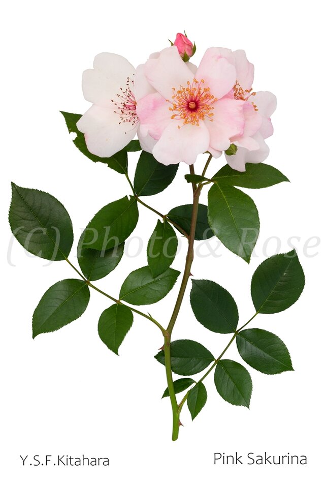 バラのポストカード　ピンク・サクリーナ