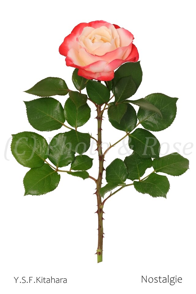 バラのポストカード　ノスタルジー