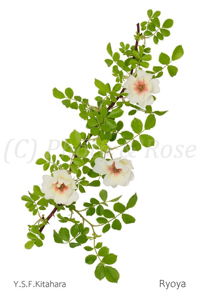 バラのポストカード　リョウヤ