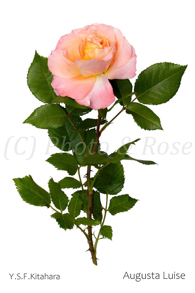 バラのポストカード　アウグスタ・ルイーゼ