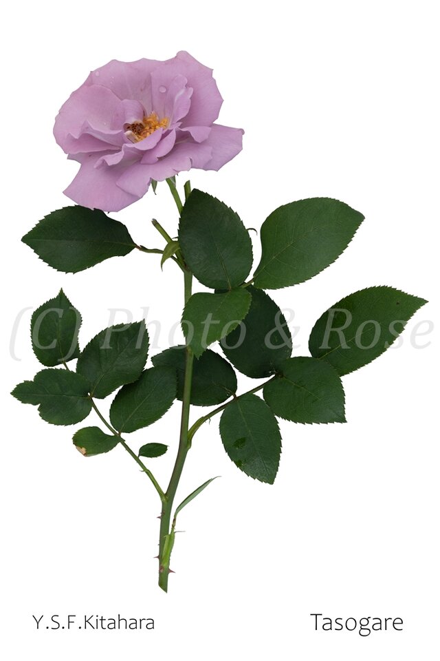 バラのポストカード　たそがれ