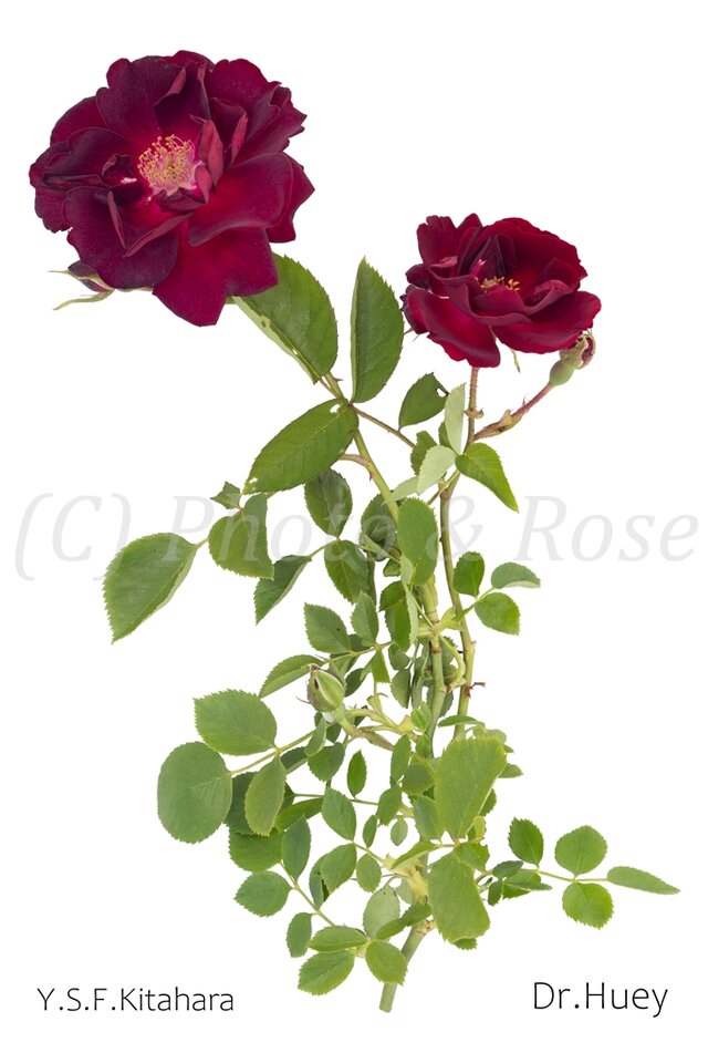 バラのポストカード　ドクター・ヒューイ
