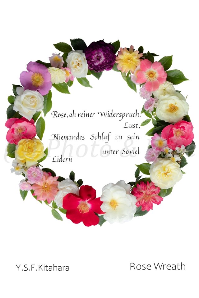 バラのポストカード　ローズ・リース