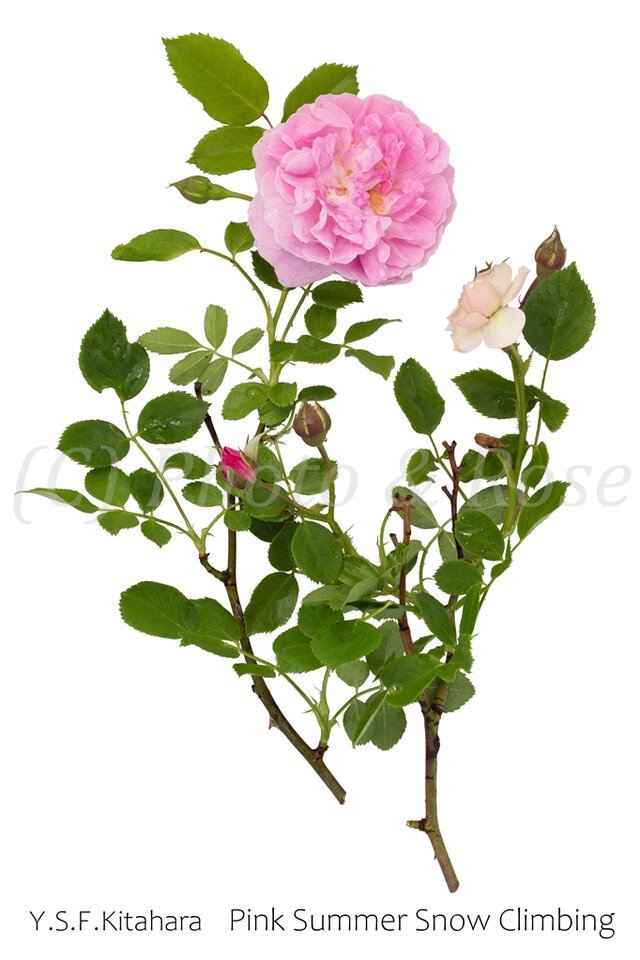 バラのポストカード　ピンク・サマースノー・クライミング