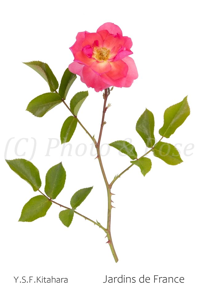 バラのポストカード　シャルダン・ド・フランス