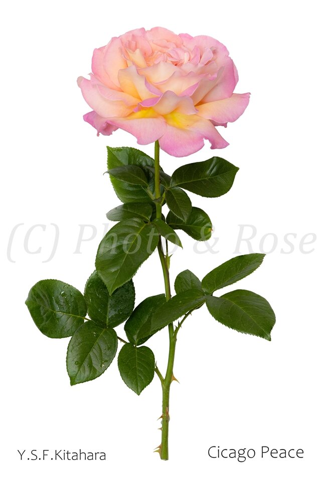 バラのポストカード　シカゴ・ピース