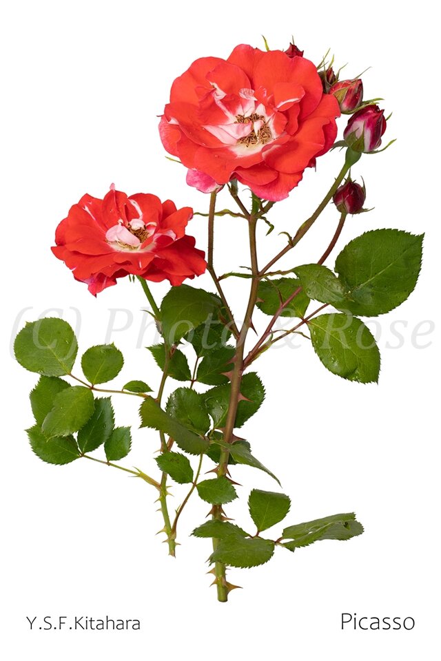 バラのポストカード　ピカソ