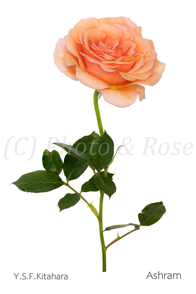 バラのポストカード　アシュラム