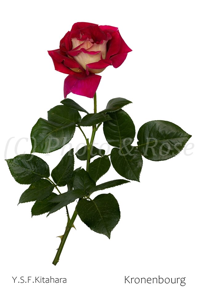 バラのポストカード　クローネンブルグ