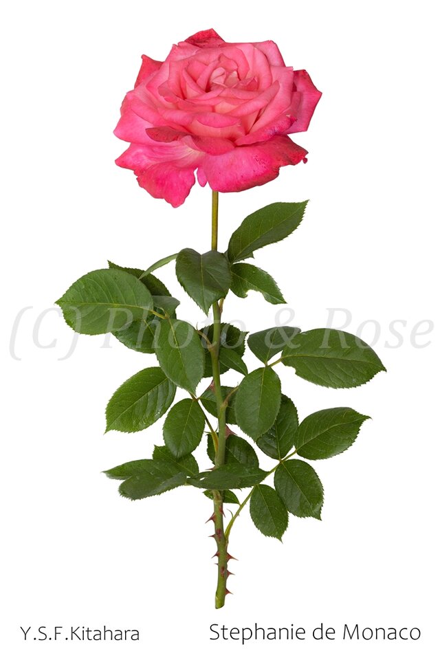 バラのポストカード　ステファニー・ド・モナコ