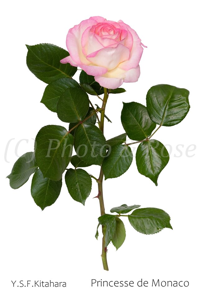 バラのポストカード　プリンセス・ド・モナコ