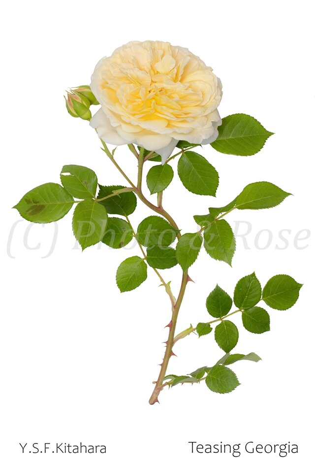 バラのポストカード　ティージング・ジョージア