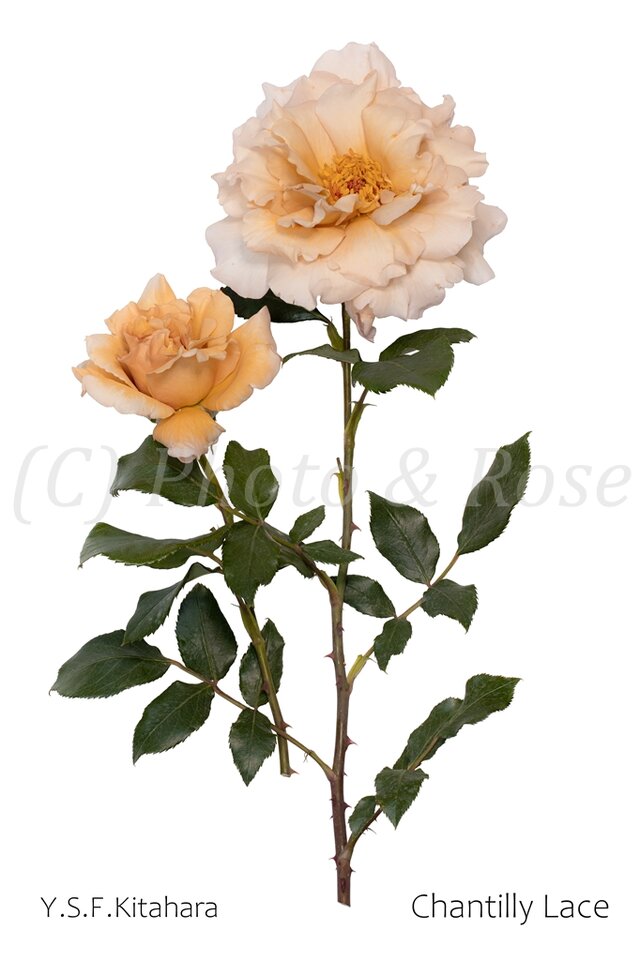 バラのポストカード　シャンティリー・レース