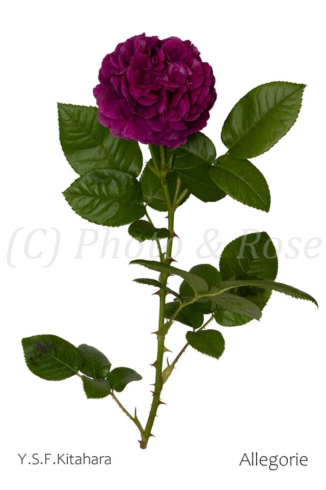 バラのポストカード　アレゴリー