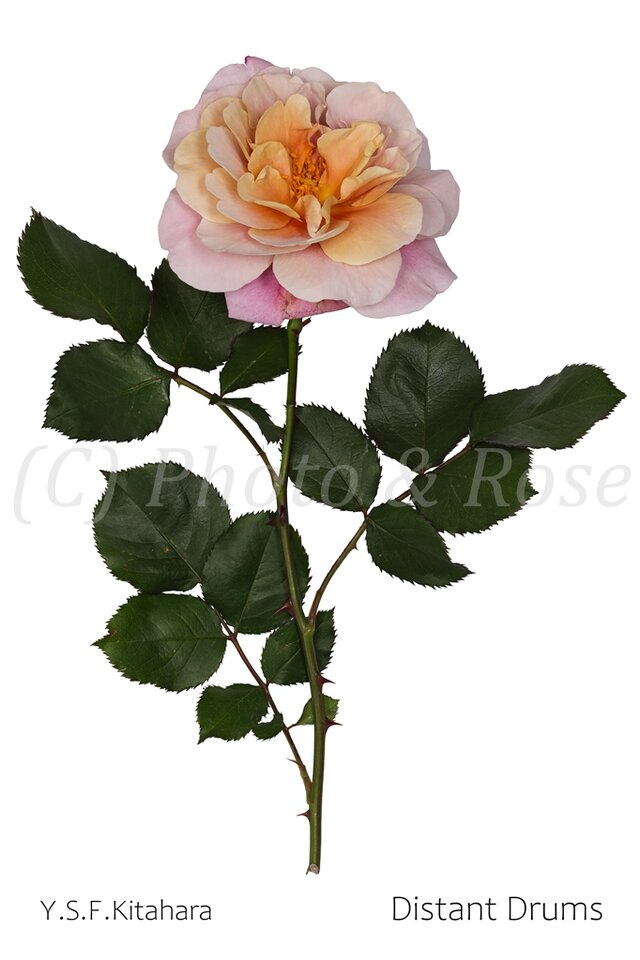 バラのポストカード　ディスタント・ドラムス