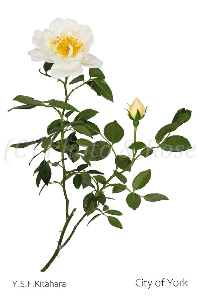 バラのポストカード　シティ・オブ・ヨーク