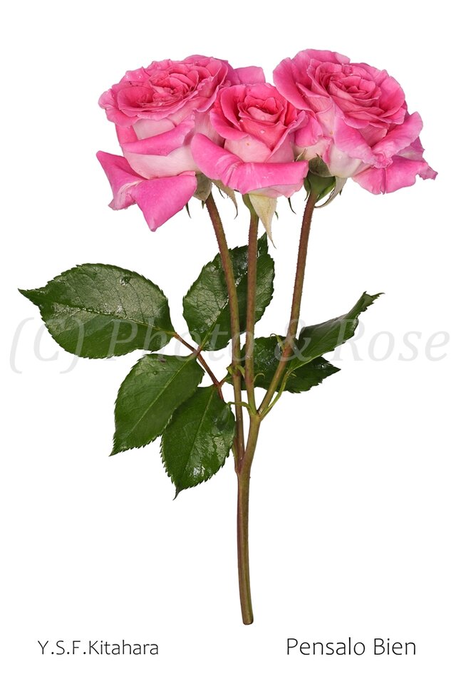 バラのポストカード　ペンサロ・ビエン