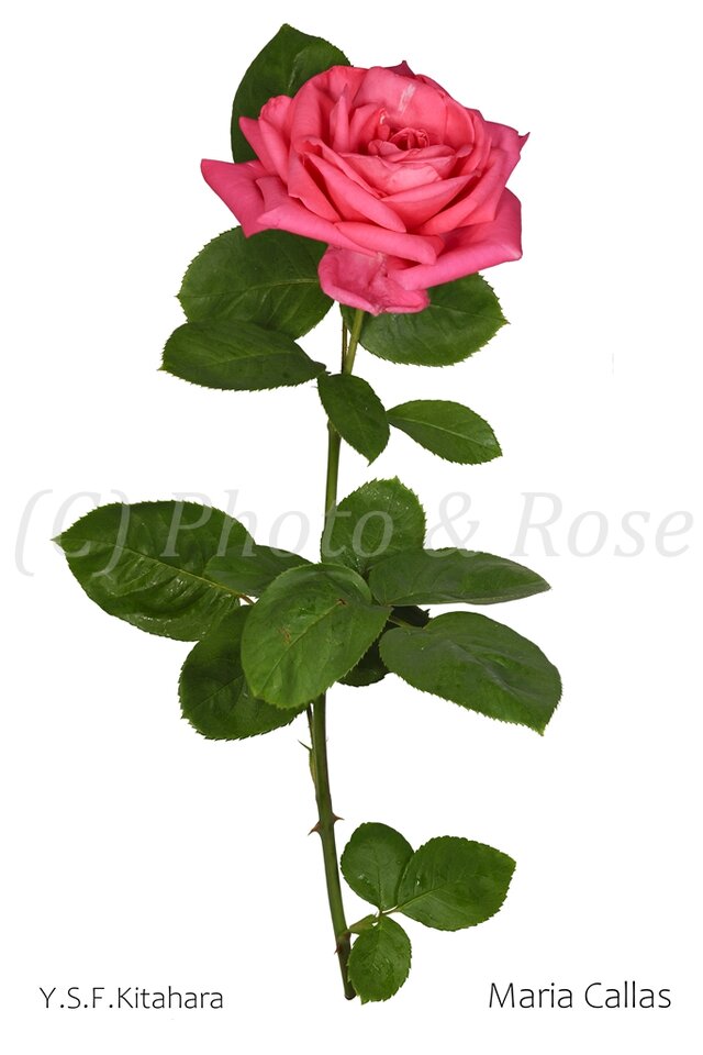 バラのポストカード　マリア・カラス