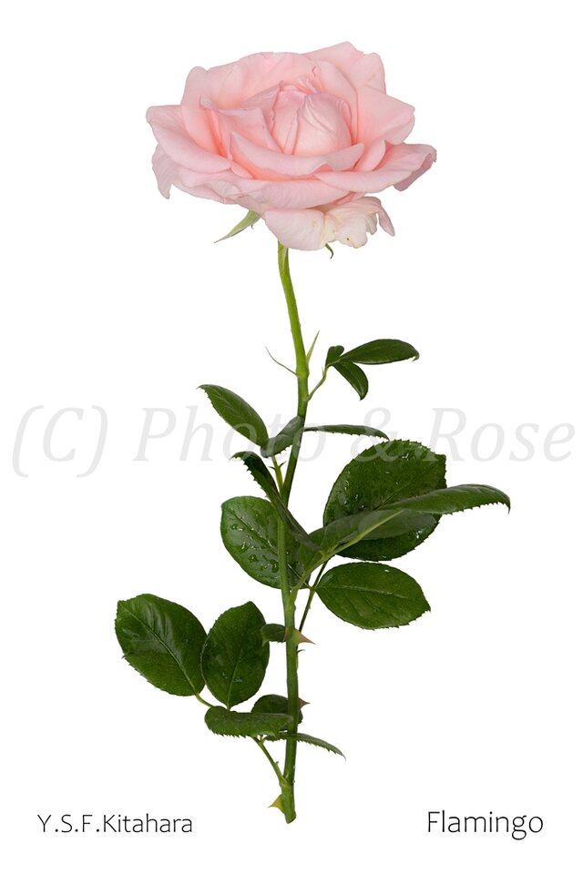 バラのポストカード　フラミンゴ