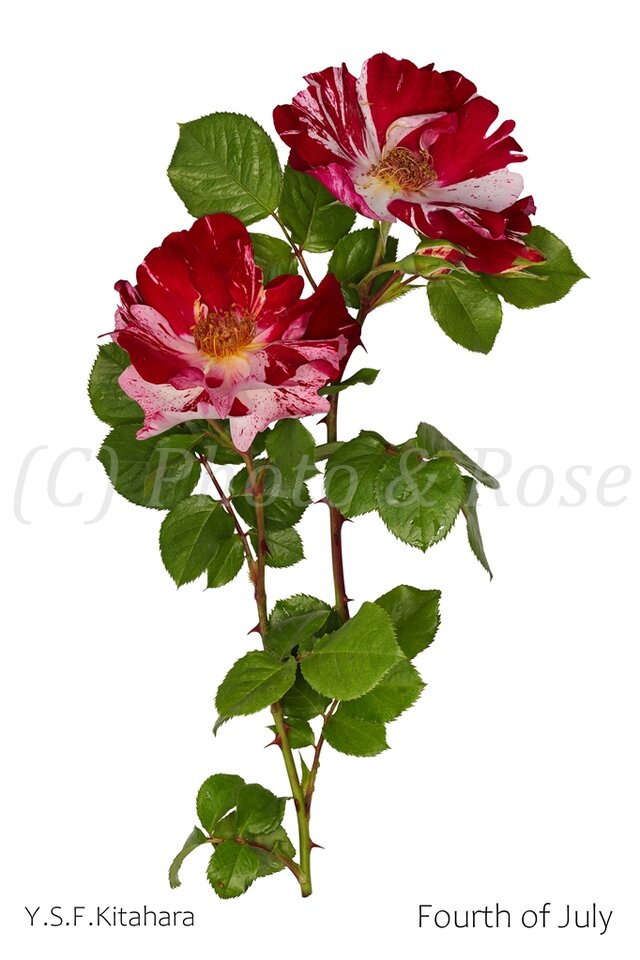 バラのポストカード　フォース・オブ・ジュライ