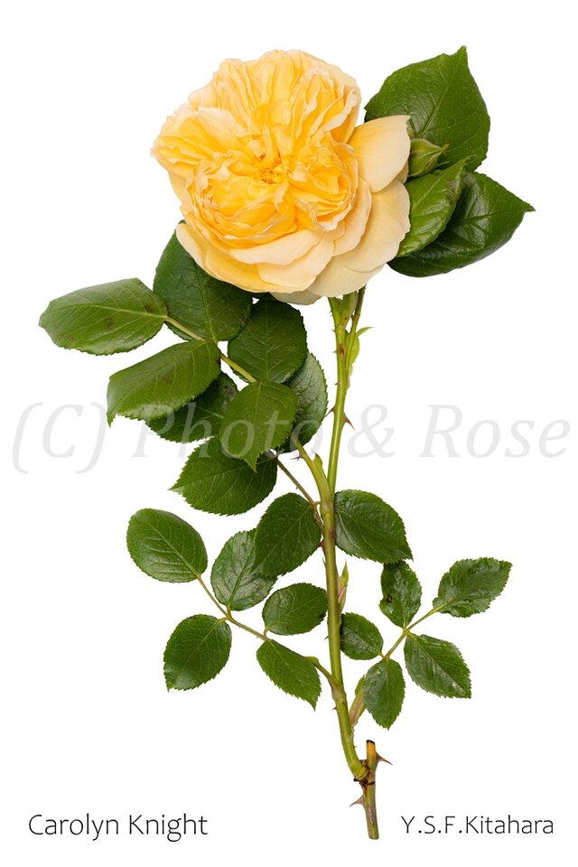 バラのポストカード　カロリン・ナイト