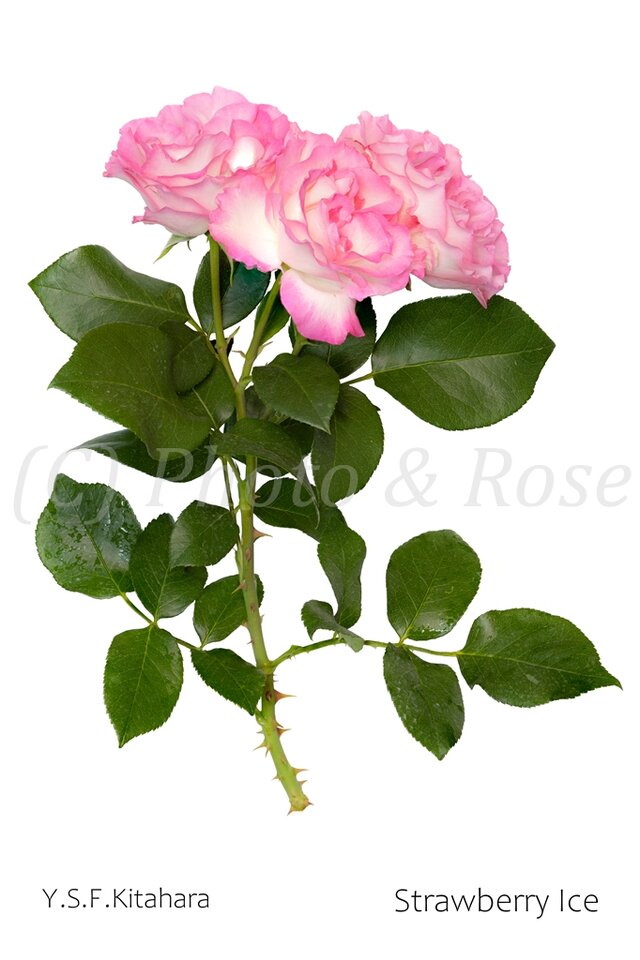 バラのポストカード　ストロベリー・アイス