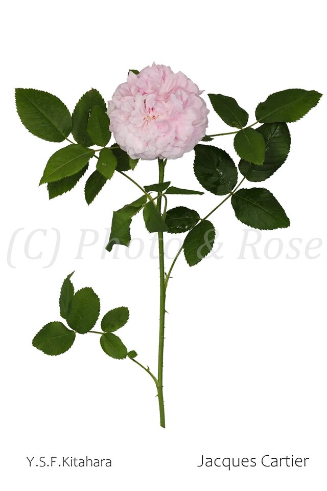 バラのポストカード　ジャック・カルティエ