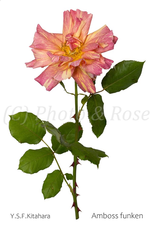 バラのポストカード　アンボス・フンケン