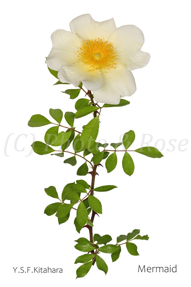 バラのポストカード　マーメイド