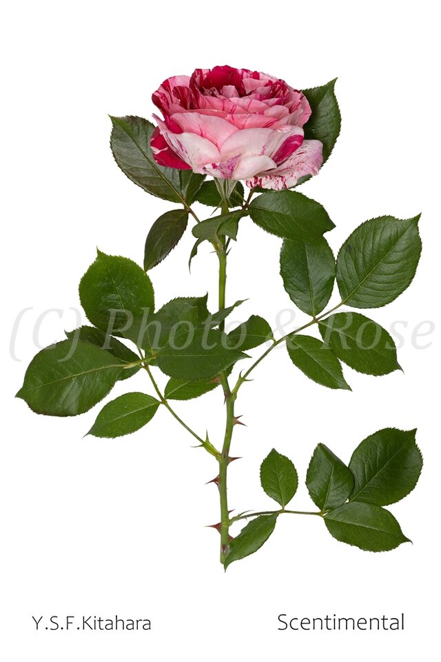 バラのポストカード　センチメンタル