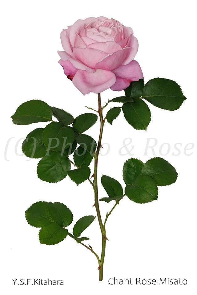 バラのポストカード　シャンテ・ロゼ・ミサト