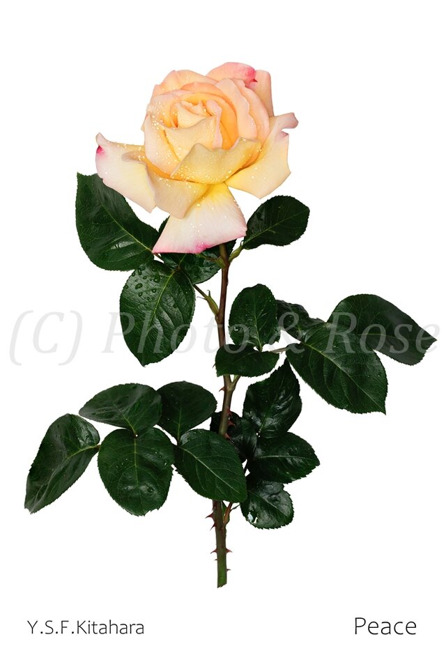 バラのポストカード　ピース