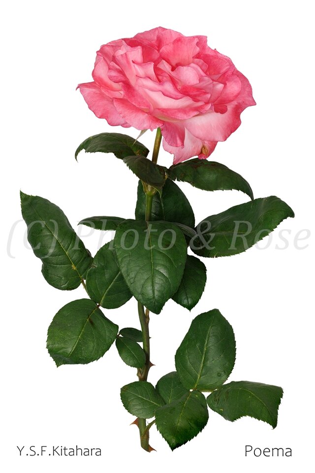 バラのポストカード　ポエマ