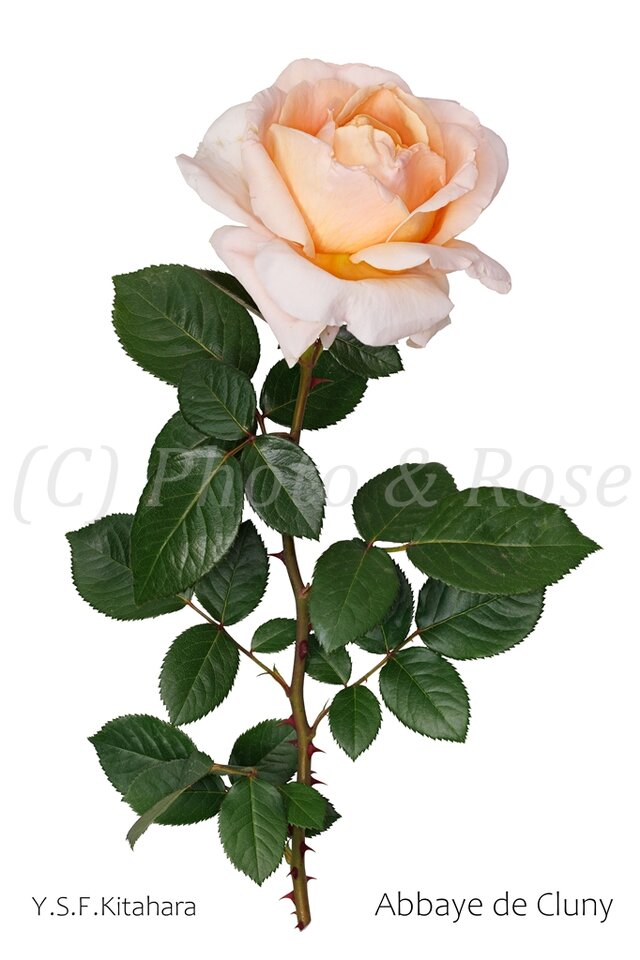 バラのポストカード　アヴェイ・ド・クリュニー