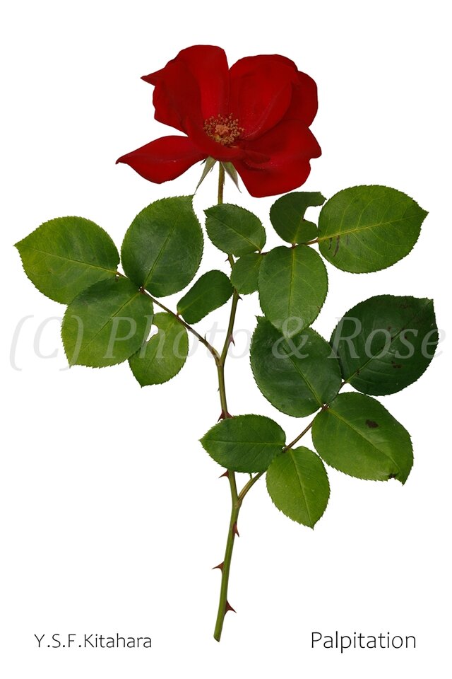 バラのポストカード　パルピテーション