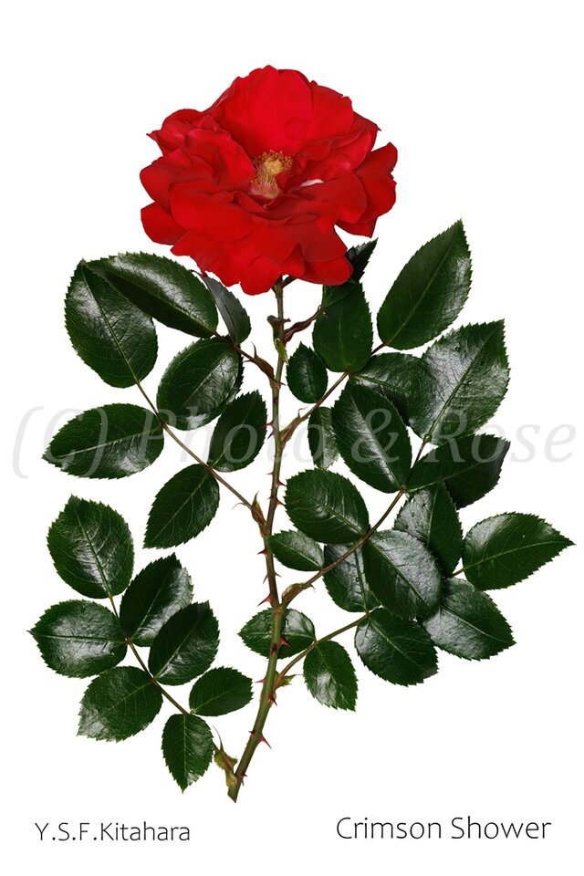バラのポストカード　クリムゾン・シャワー