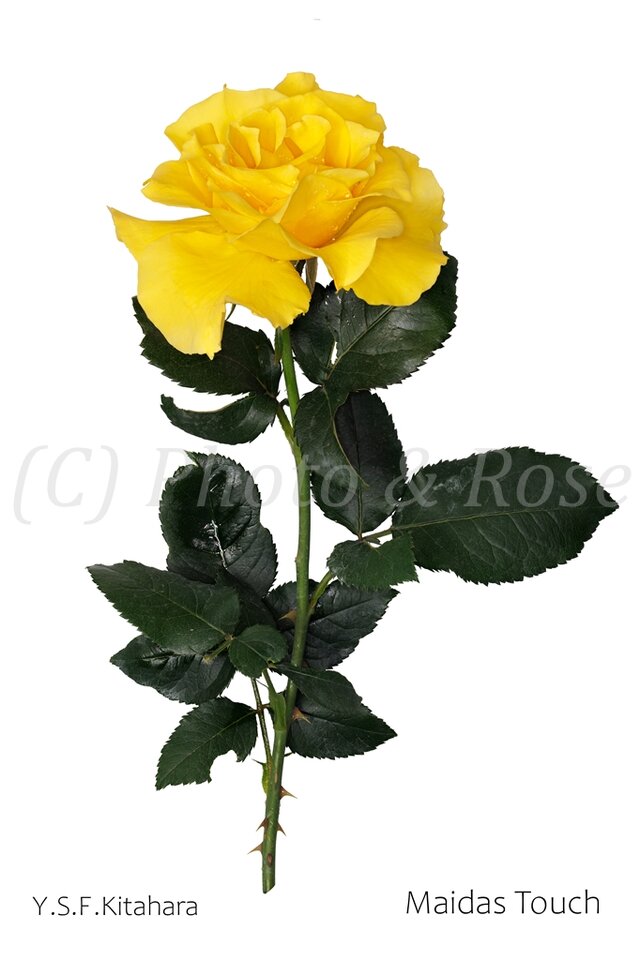 バラのポストカード　マイダス・タッチ