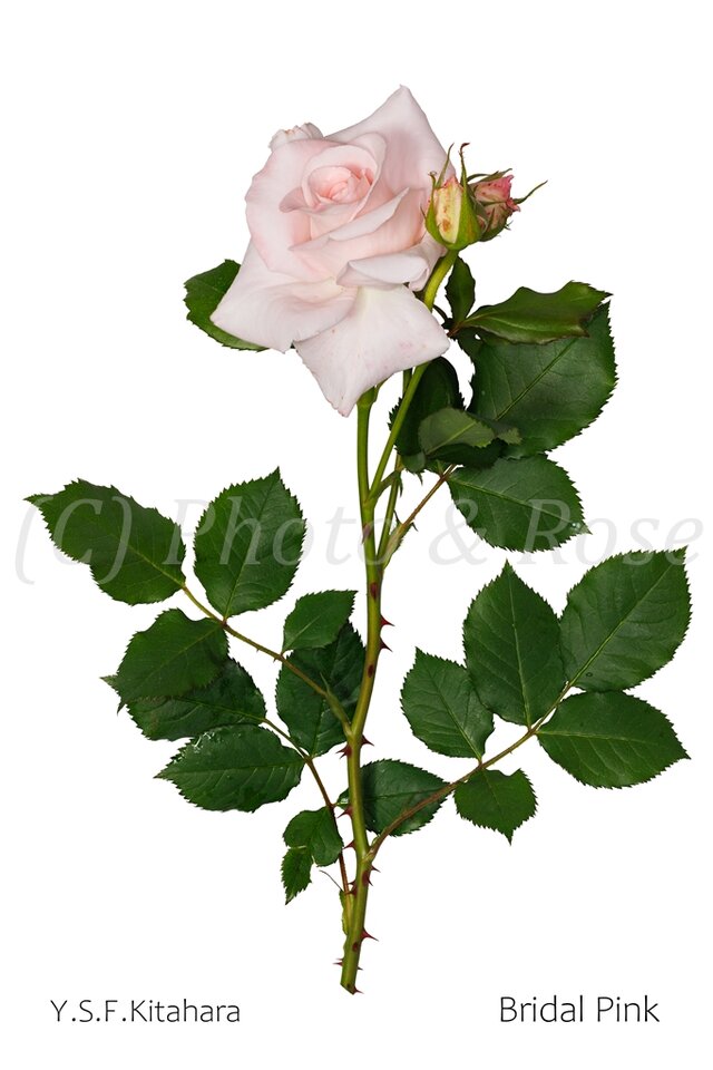 バラのポストカード　ブライダル・ピンク