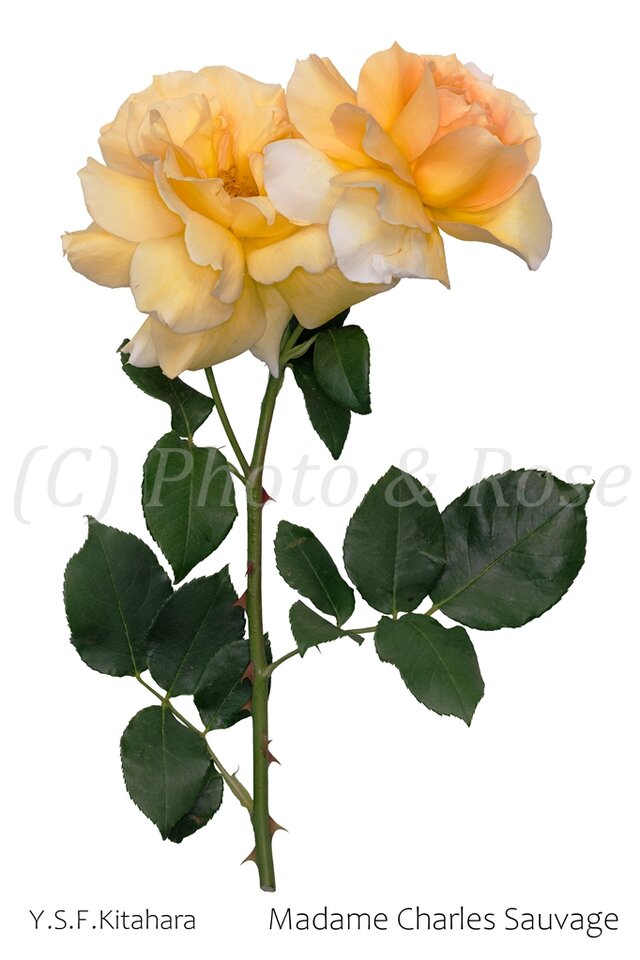 バラのポストカード　マダム・シャルル・ソバージュ