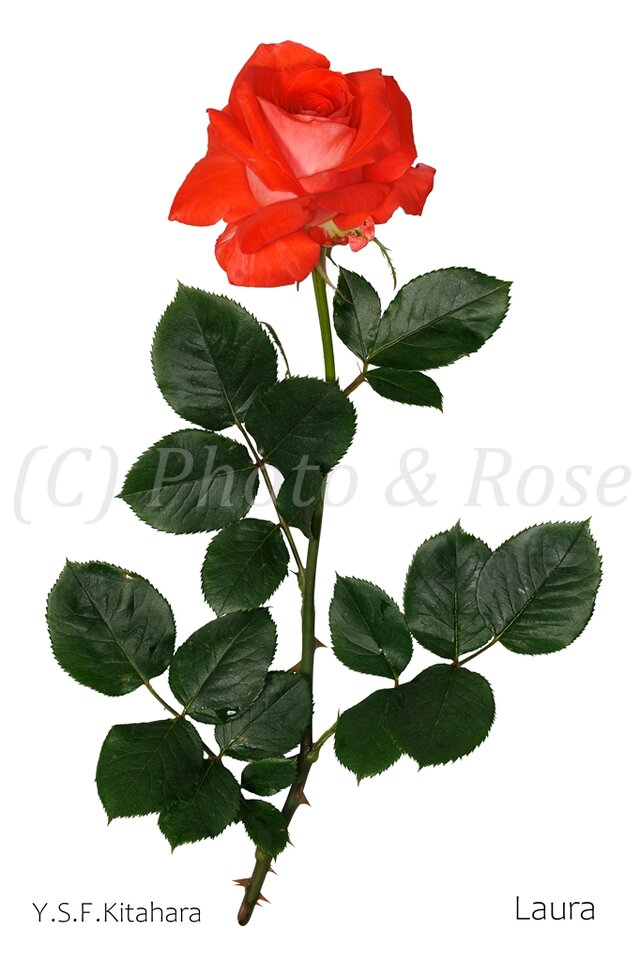 バラのポストカード　ローラ