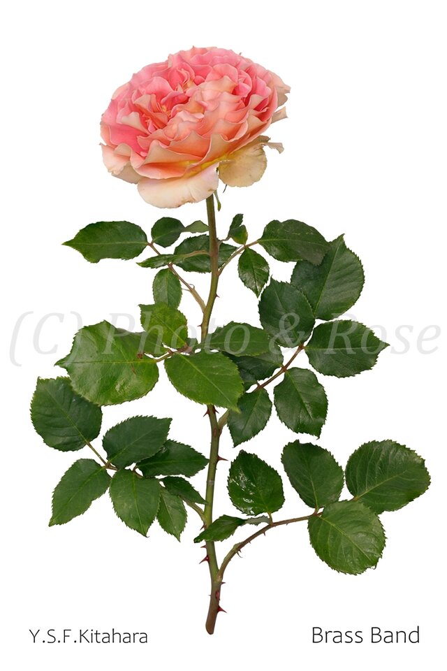 バラのポストカード　ブラスバンド