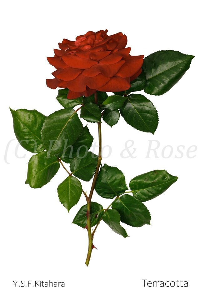 バラのポストカード　テラコッタ