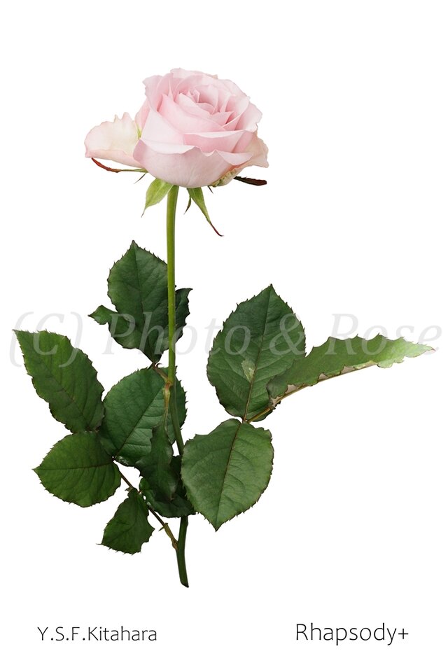 Amazon.co.jp: 薔薇は美しく散る/あの人の愛した人なら