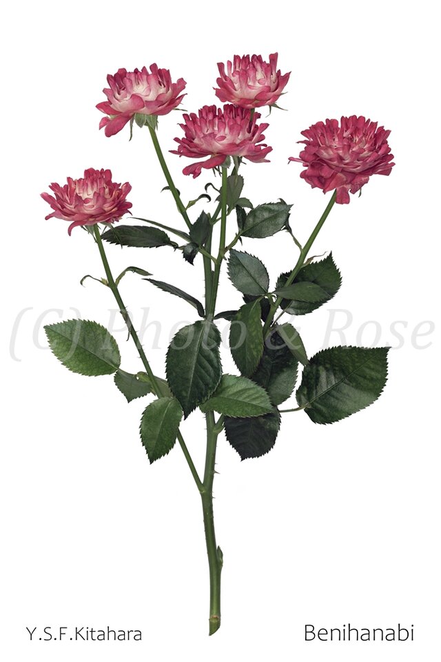 バラのポストカード　紅華火