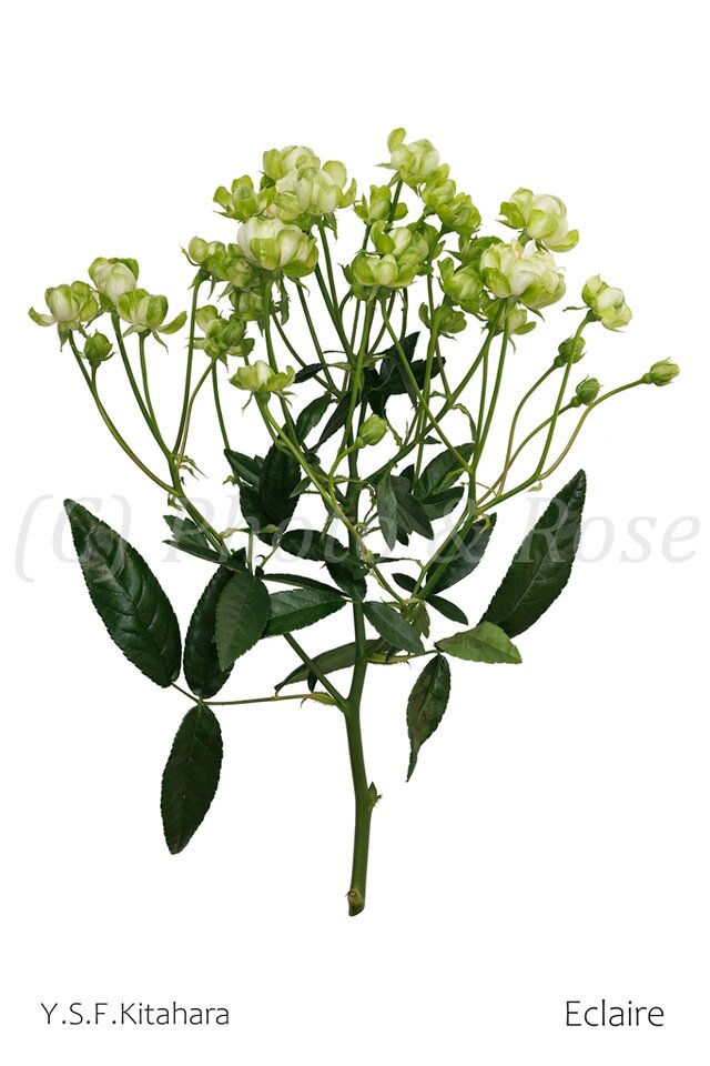 バラのポストカード　エクレール