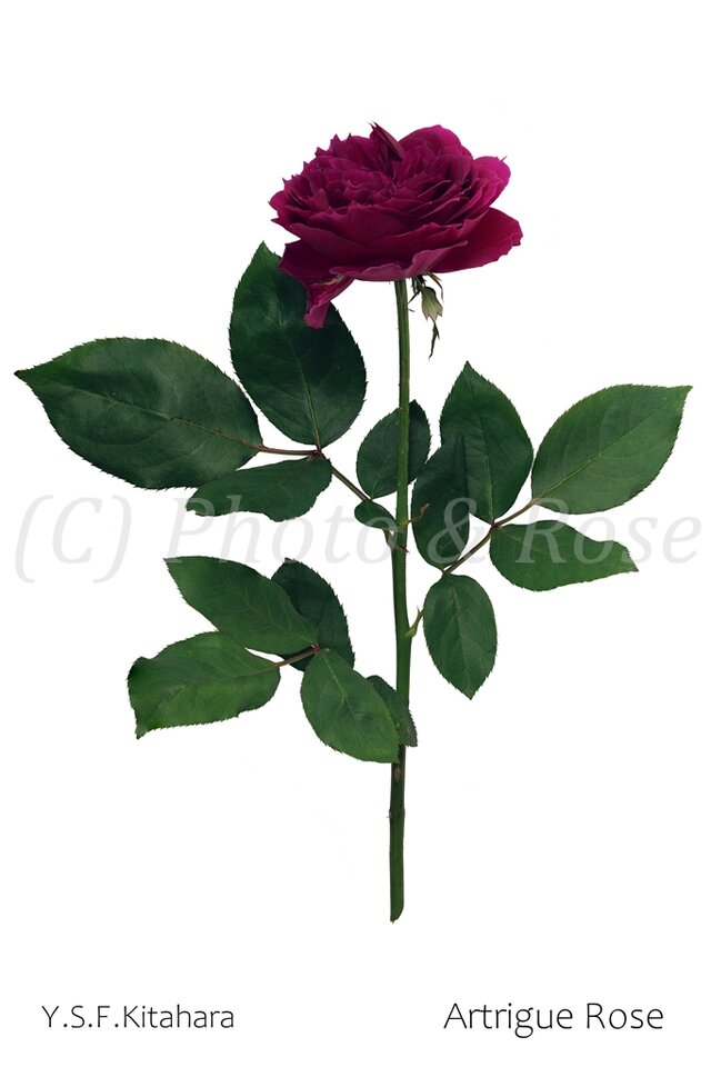 バラのポストカード　アートリーク・ローズ