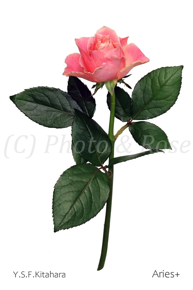 バラのポストカード　アリエス