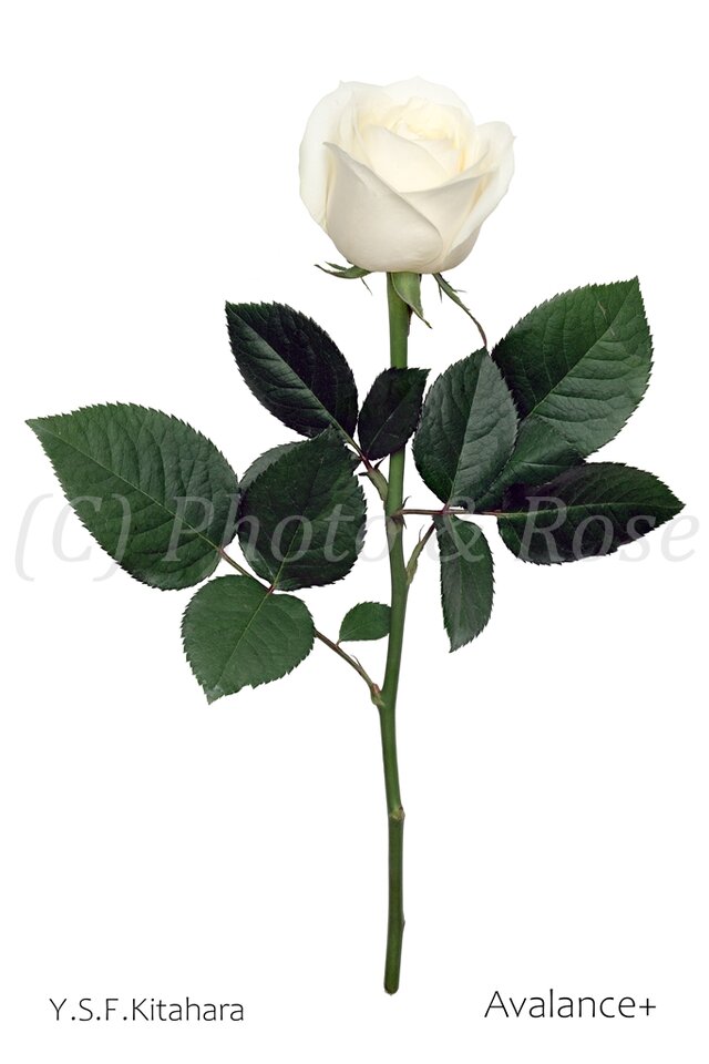 バラのポストカード　アヴァランチェ
