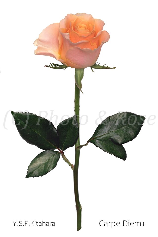 バラのポストカード　カルピ・デューム